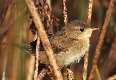 Sedge Wren