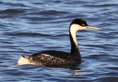 Western Grebe