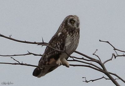 Short-eared Owl
