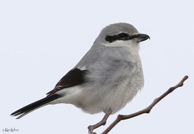 Northern Shrike