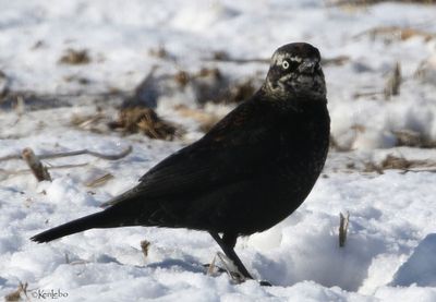 Rusty Blackbird