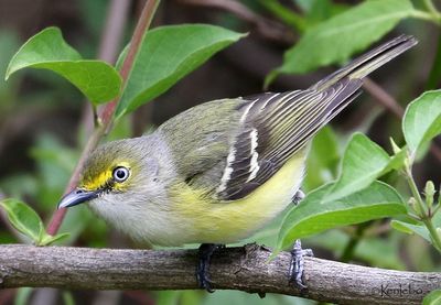 White-eyed Vireo
