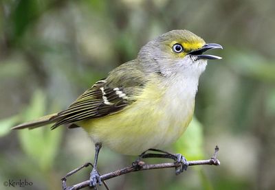 White-eyed Vireo
