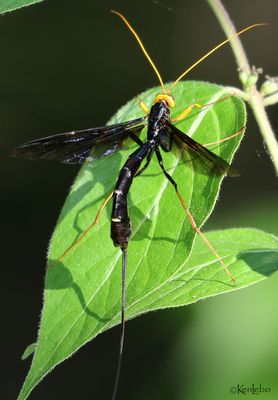 Black Giant Ichneumonid Wasp Megarhyssa atrata