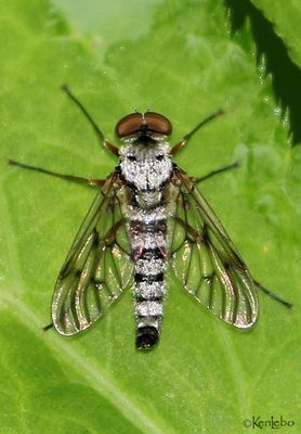 Ornate Snipe Fly Chrysopilus ornatus