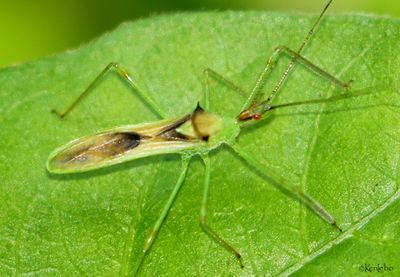 Pale Green Assassin Bug Zelus luridus