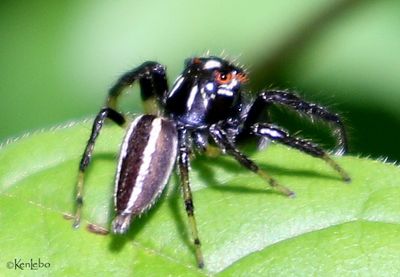 Sylvan Jumping Spider Colonus sylvanus