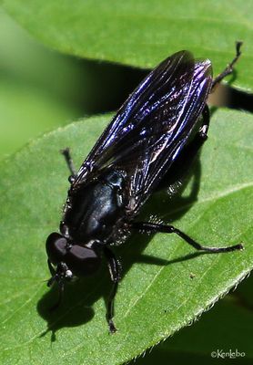 Violet Leafwalker Chalcosyrphus chalybeus