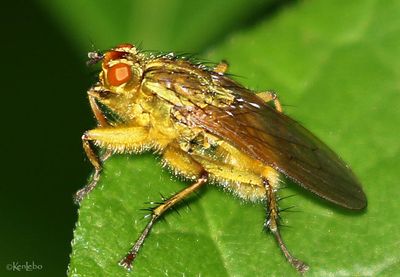 Golden Dung Fly Scathophaga stercoraria