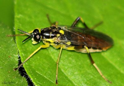 Xylomya simillima
