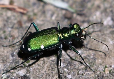 Tiger Beetles