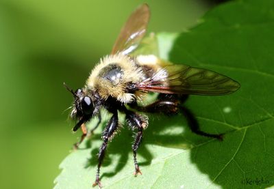 Robber Fly Laphria thoracica