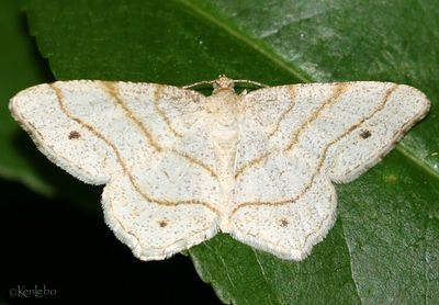 Four-spotted Angle Trigrammia quadrinotaria #6360