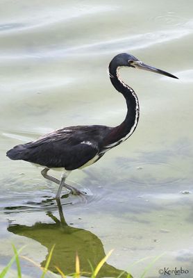 Tricolored Heron