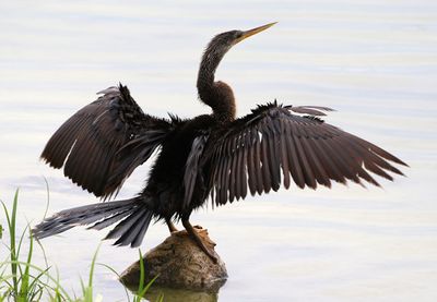 Anhinga