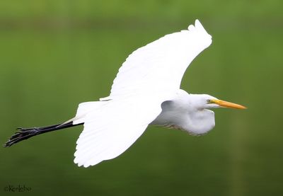 Great Egret
