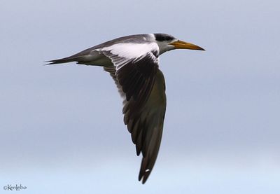 Large-billed Tern