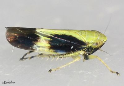 Leafhopper Graminella nigripennis