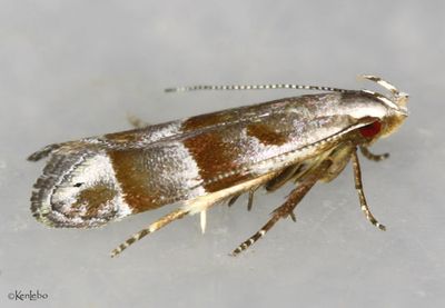 Stripe-backed Moth Battaristis vittella #2229
