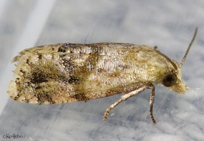 Platphalonidia magdalenae #3833.1