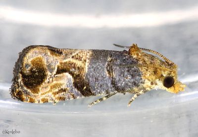 Grape Berry Moth Paralobesia viteana #2712