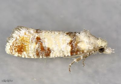 Subtropical Pine Tip Moth Rhyacionia subtropica #2869