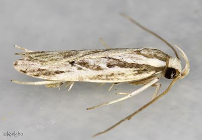 Eupragia hospita #0953