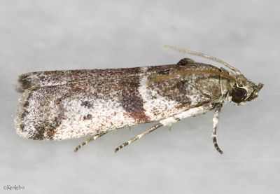 Scale-feeding Snout Moth Laetilia coccidivora #5949