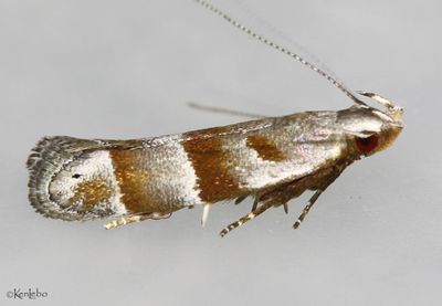 Stripe-backed Moth Battaristis vittella #2229