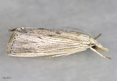 Wainscot Grass-veneer Eoreuma densellus #5492