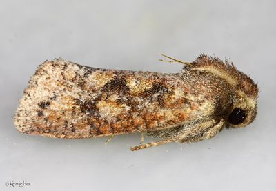 Acrolophus walsinghami #0386.1