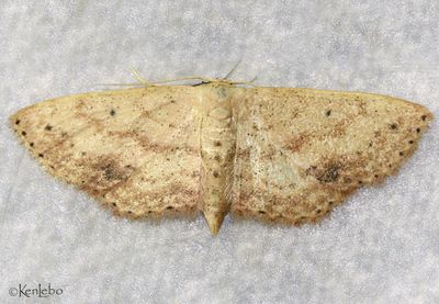 Scopula aemulata #7151