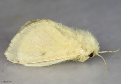 Florida Flannel Moth Megalopyge lacyi #4643