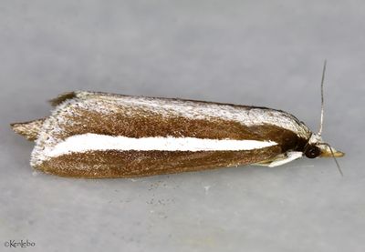 Reed-boring Crambid Carectocultus perstrialis #5307