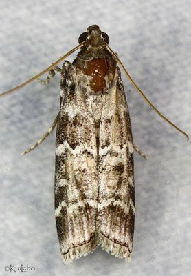 Southern Pineconeworm Dioryctria amatella #5853