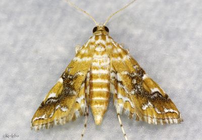 Nebulous Munroessa Moth Elophila nebulosalis #4750