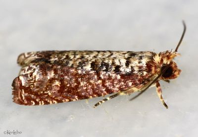 Episimus nesiotes #2702.3