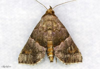 Cecharismena nectarea #8532