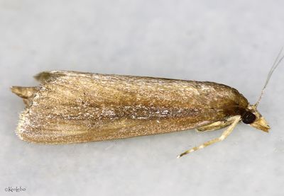 Reed-boring Crambid Carectocultus perstrialis #5307