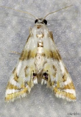 Argyractis drumalis #4770