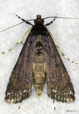 Black Langessa Langessa nomophilalis #4758