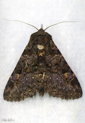 Common Fungus Moth Metalectra discalis #8499