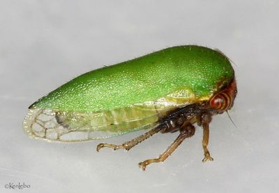 Treehopper Idioderma virescens