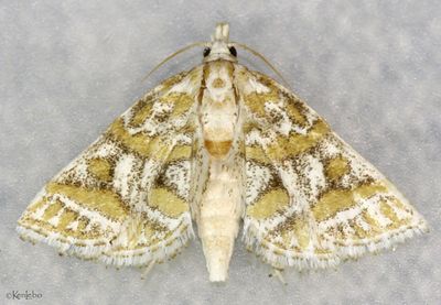 Leptosteges flavifascialis #5302