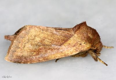 Pickerelweed Borer Bellura densa #9526