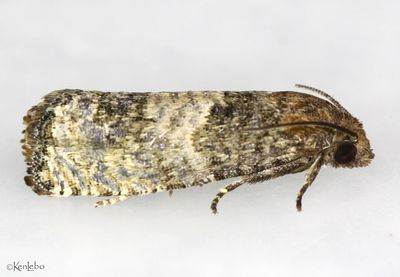 Epiblema discretivana #3188