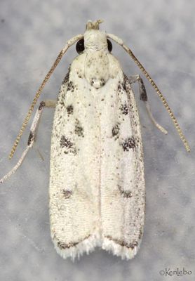 Five-spotted Glyphidocera Glyphidocera lactiflosella #1139