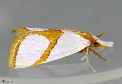 Curve-lined Vaxi Vaxi auratellus #5465
