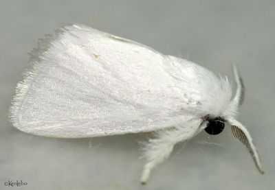 Packard's White Flannel Moth Alarodia slossoniae #4673
