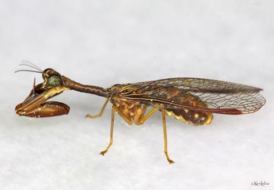 Say's Mantidfly Dicromantispa sayi